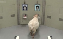 Les moutons capables de reconnaître Obama et Emma Watson sur photo